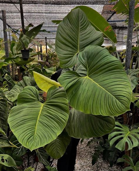 fuzzy petiole philodendron care