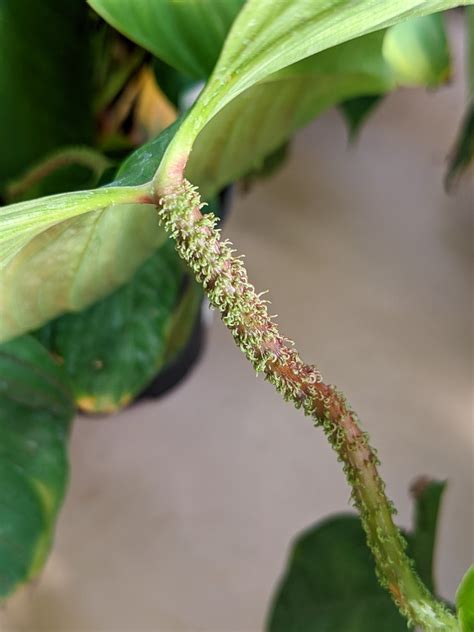 fuzzy philodendron