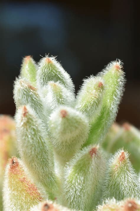 fuzzy succulent types