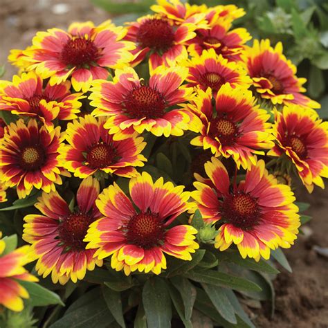 gaillardia