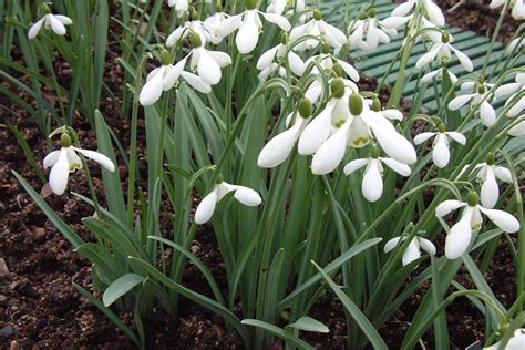 galanthus s arnott