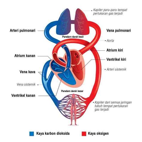 gambar jantung peredaran darah