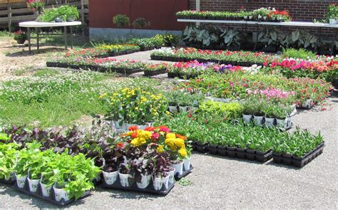 garden flowers for sale near me