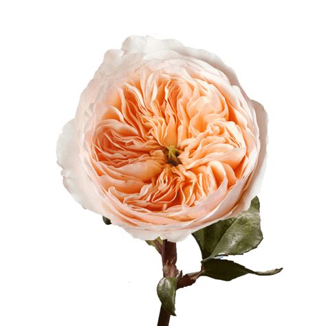 garden rose peach