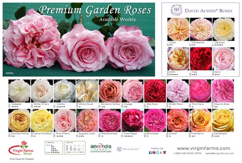 garden roses for sale