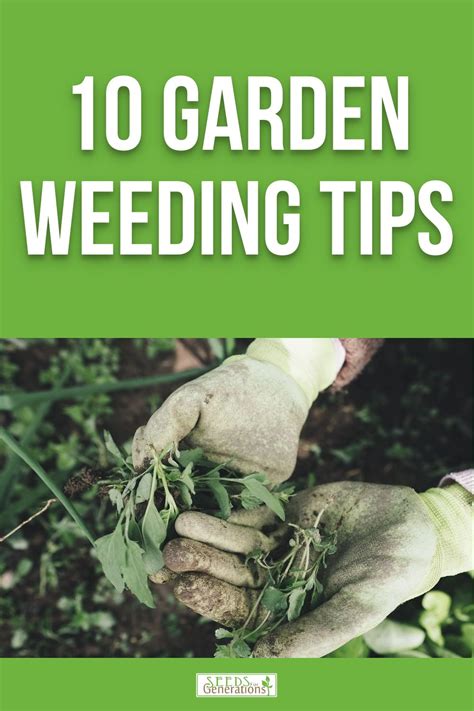 garden weeding tips