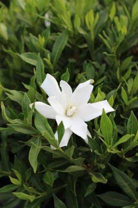 gardenia jasminoides frostproof
