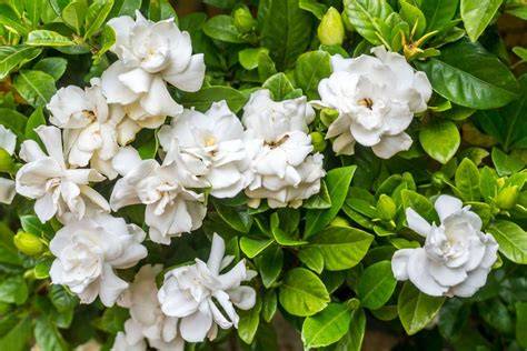 gardenia shrub