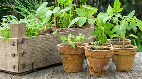 gardening for beginners in pots