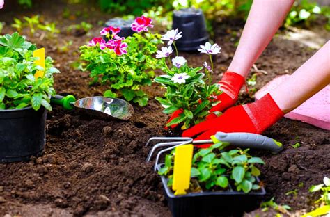 gardening tips for flowering plants