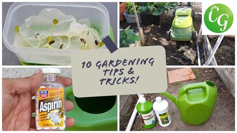 gardening top tips