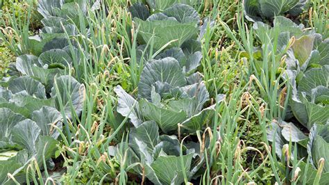 garlic and cabbage companion planting