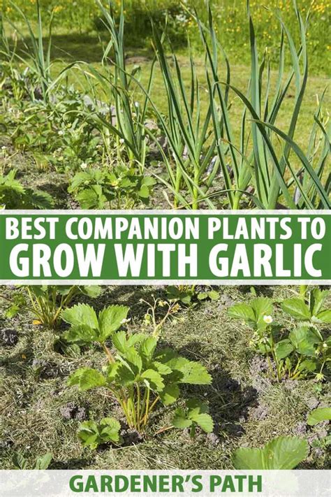 garlic and corn companion planting