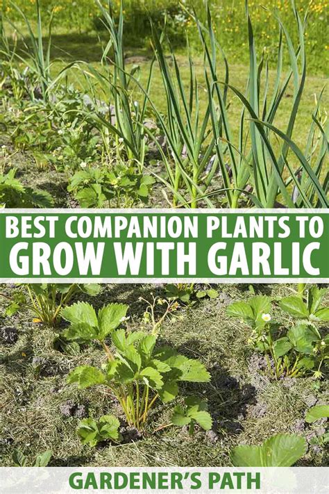 garlic and strawberries companion plants