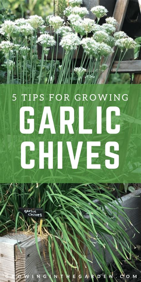 garlic chives companion plants