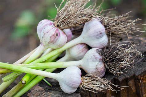 garlic companion