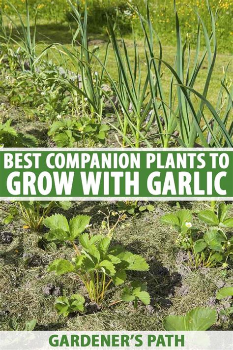 garlic companion planting chart