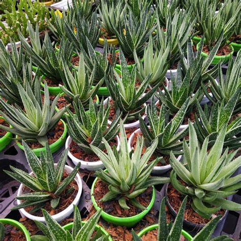 gasteraloe green ice
