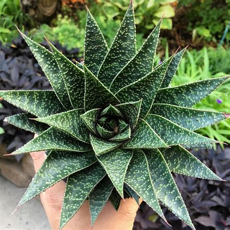 gasteria flow