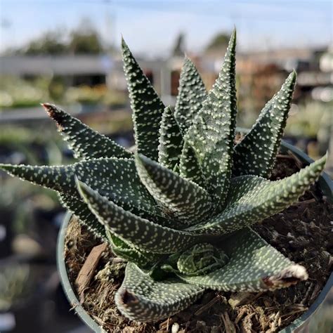 gasteria okavango