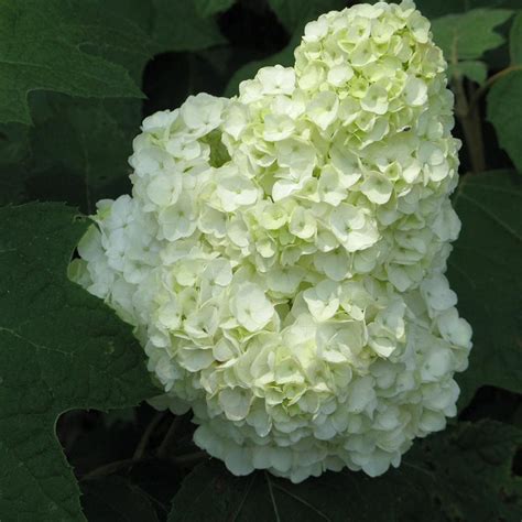 gatsby moon hydrangea