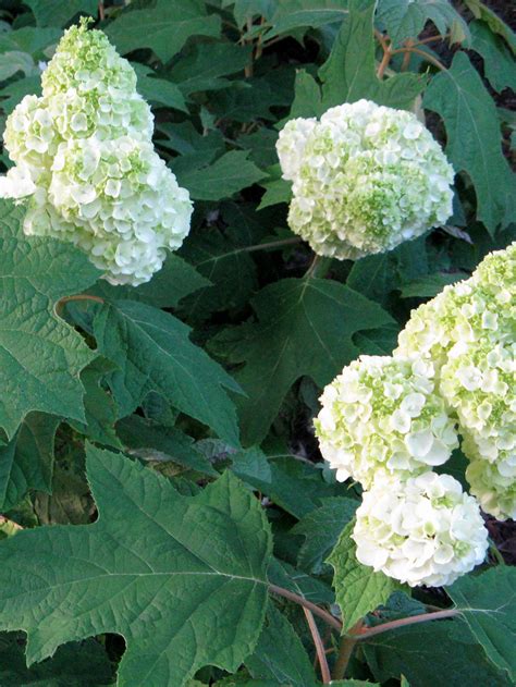 gatsby moon oakleaf hydrangea