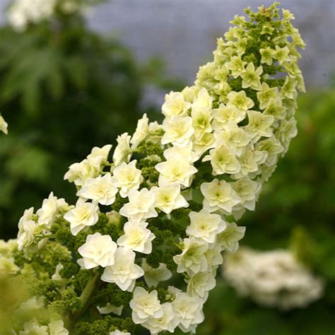 gatsby star hydrangea