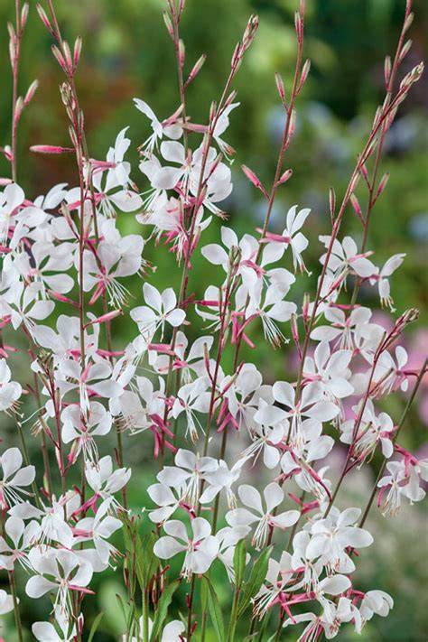 gaura butterfly