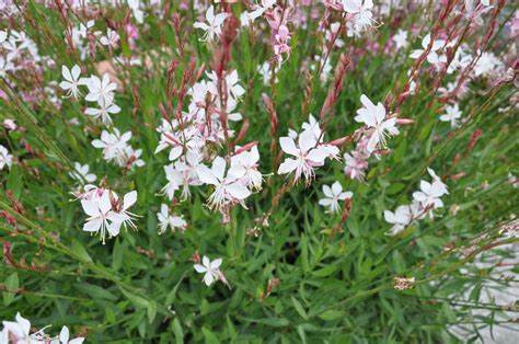 gaura foliage