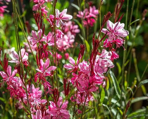 gaura lindheimeri siskiyou pink