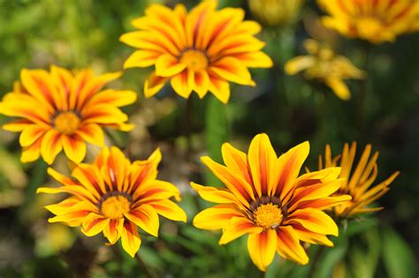gazania flower