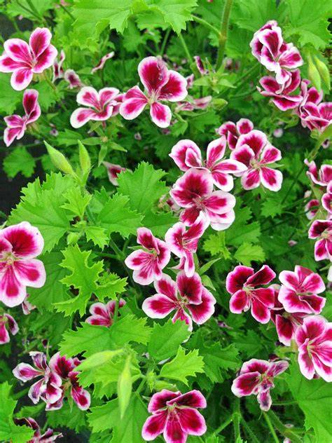 geranium citronella plant
