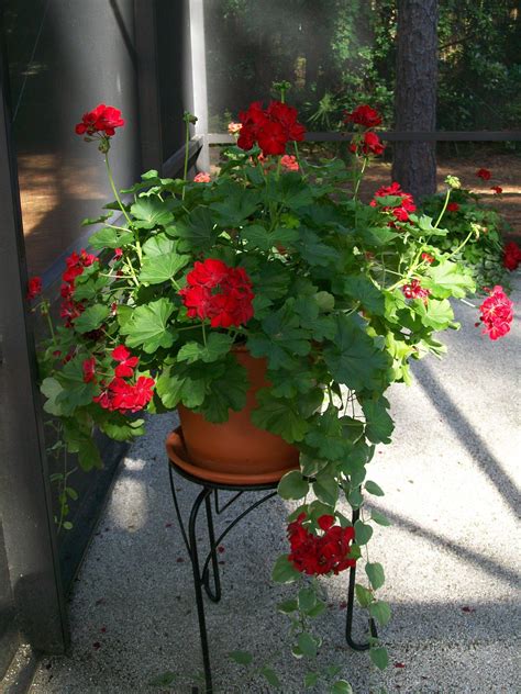 geranium container ideas