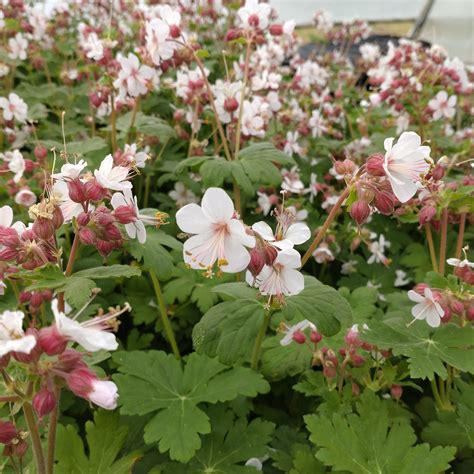 geranium macrorrhizum spessart
