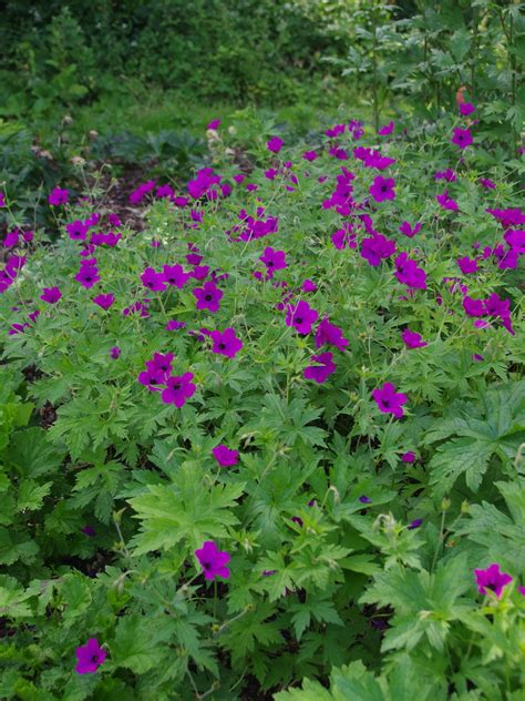 geranium red admiral