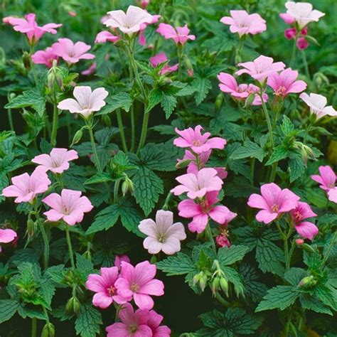 geranium x oxonianum wargrave pink