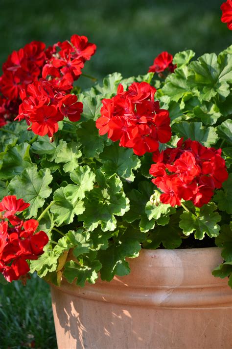 geraniums in pots