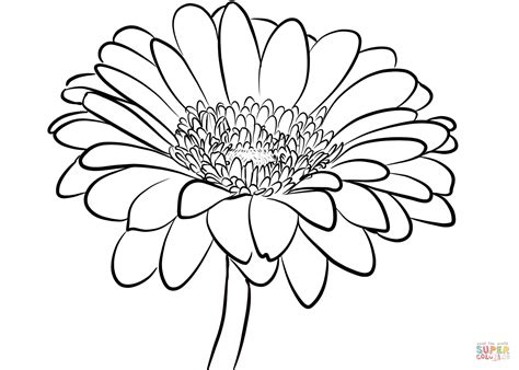 gerbera daisy coloring pages