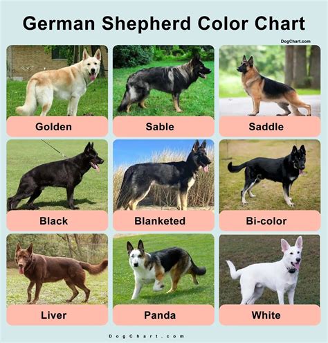 German Shepherd Colors Coloring Wallpapers Download Free Images Wallpaper [coloring876.blogspot.com]