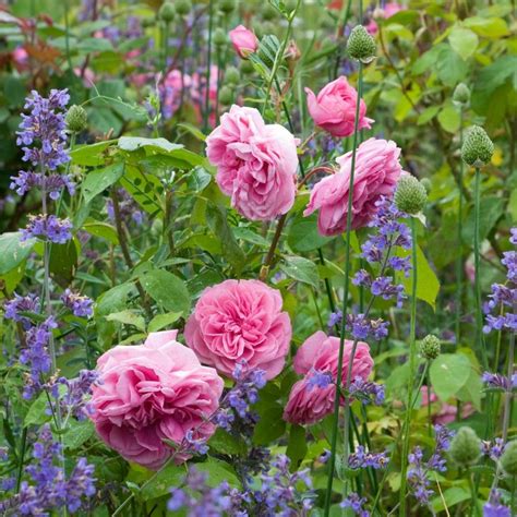 gertrude jekyll rose companion plants