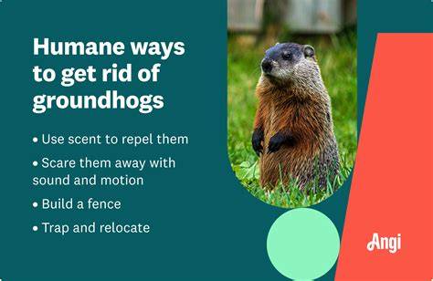 get rid groundhogs