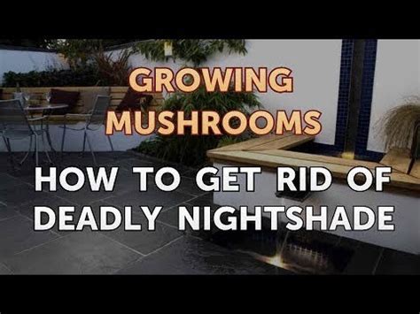 get rid nightshade