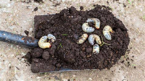 get rid of grub worms