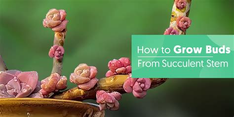 getting a succulent to flower