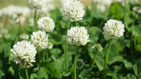 getting rid white clover