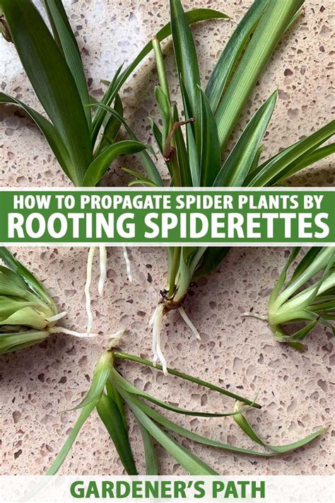 getting spiderettes on plants