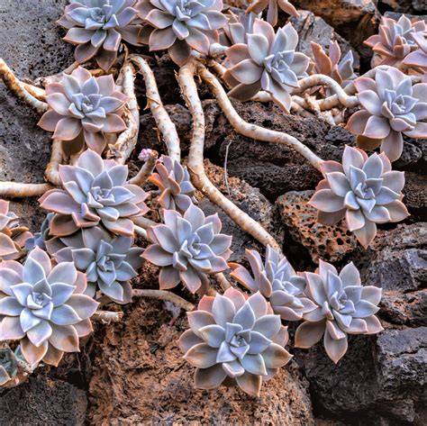 ghost plant succulent