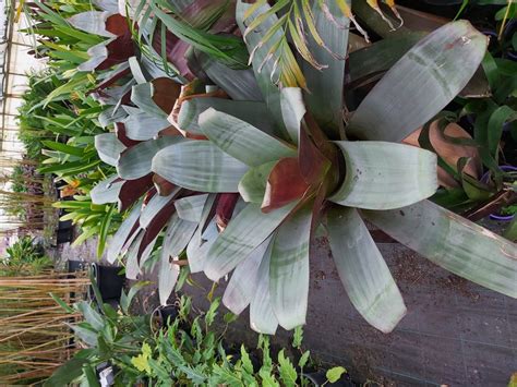 giant bromeliad
