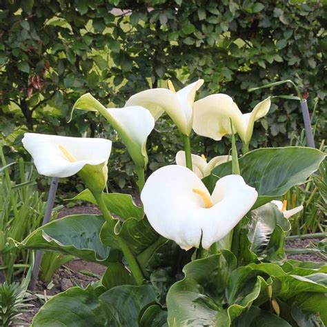 giant calla lily bulbs