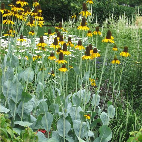 giant coneflower